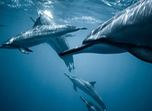 马健:王俊杰若冲击NBA要找好的经纪公司,杨瀚森就是成功案例